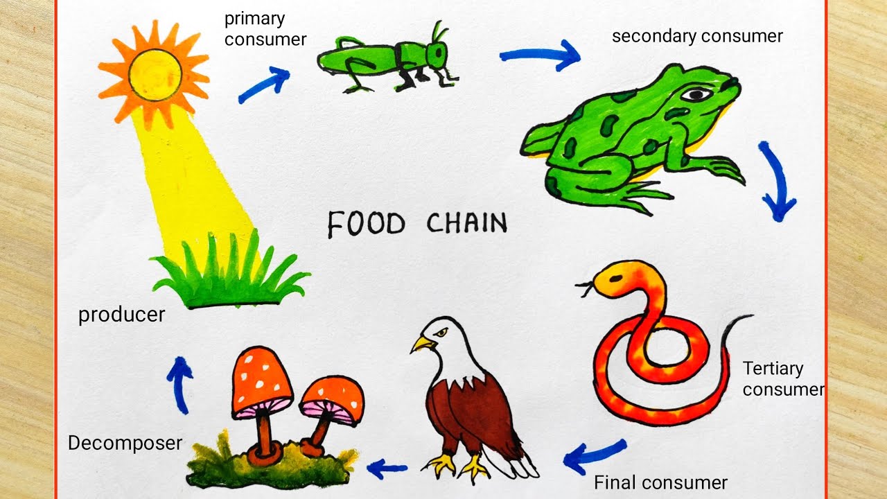 How to Draw Food Chain - YouTube